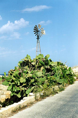 Мальтийские кактусы/суккуленты. Maltese Cacti / Succulents