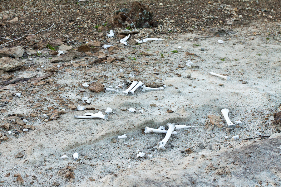 Белые кости животных на песке. Остров Вознесения, Атлантический океан. White animal bones on sand, Ascension island, South Atlantic Ocean.