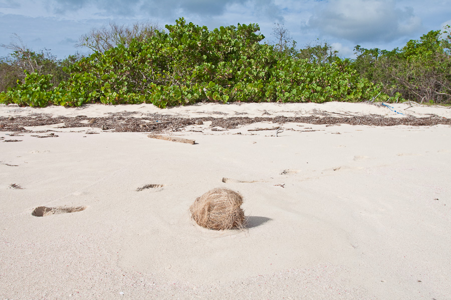 Кокос лежит на розовом песке пляжа на фоне зарослей, остров Барбуда, Антигуа и Барбуда. A coconut on a pink sand of a beach, green bush in the background, the island of Barbuda, Antigua and Barbuda, Caribbean.