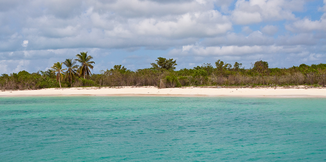 Песчаный пляж голубого лазурного карибского моря на фоне зарослей и пальм, остров Барбуда, Антигуа и Барбуда. Sandy beach of blue azure Caribbean sea against a background of green bush and palm trees, island of Barbuda, Antigua and Barbuda, Caribbean.