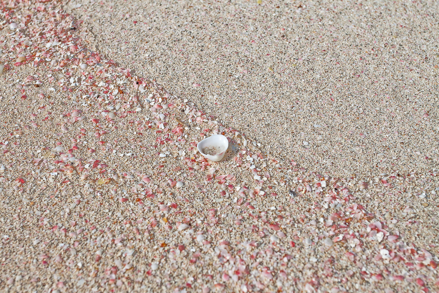 Ракушка лежит на розовом песке пляжа, остров Барбуда, Антигуа и Барбуда. A shell on a pink sand of a beach, the island of Barbuda, Antigua and Barbuda, Caribbean.