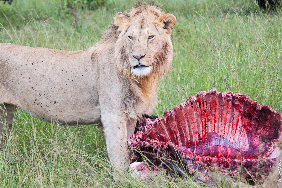 Lion as on Discovery channel, finishing an antelope or a buffalo, Kenya, Africa. Лев, как на канале Дискавери, заканчивает жрать антилопу или буйвола, Кения, Африка