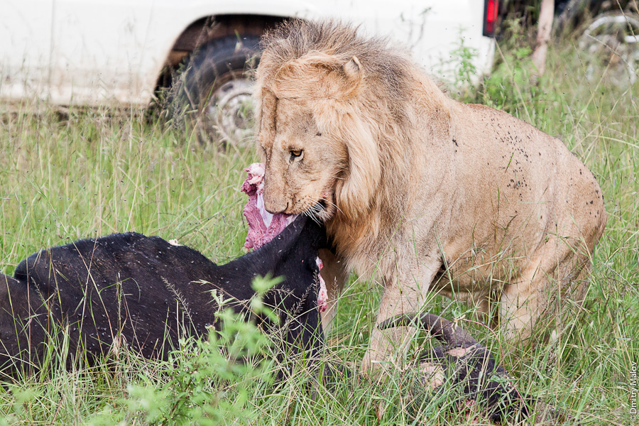 Lion finishing a buffalo, Kenya, Africa. Лев заканчивает есть буйвола, Кения, Африка