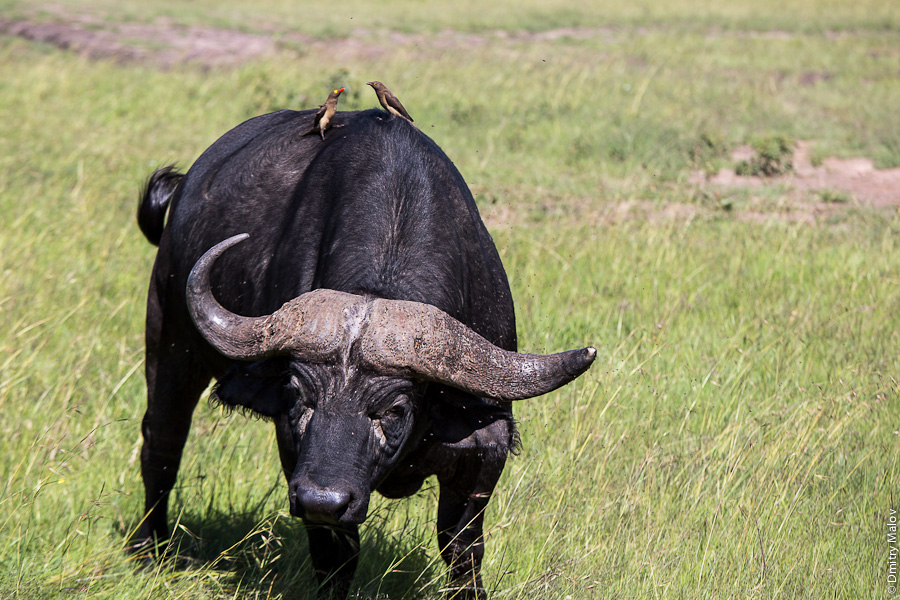 Буйвол и птицы. Масаи-Мара, Кения, Африка. A buffalo and birds, Maasai Mara, Kenya, Africa