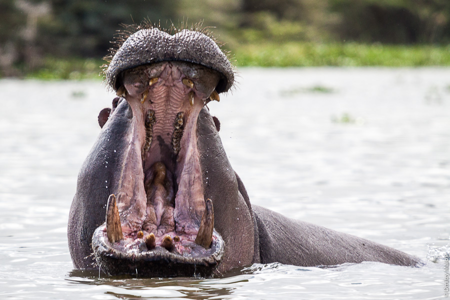 Бегемот (гиппопотам), Кения, Африка. Behemoth, riverhorse, hippopotamus, hippo, behemot, Kenya, Africa
