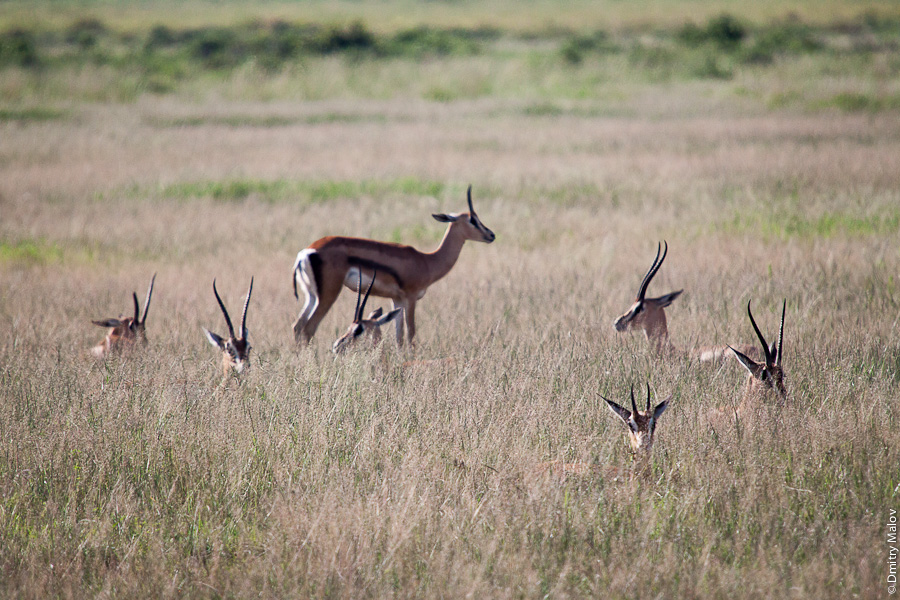 Стадо антилоп, Амбосели, Кения, Африка. Antelopes, Amboseli, Kenya, Africa