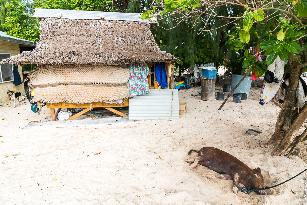 Традиционный дом-хижина из пандануса на сваях с крышей из листьев. Свинья на привязи. Южная Тарава, Кирибати, Микронезия. Traditional pandanus wood thatched roof hut buia. A tethered pig. South Tarawa, Kiribati, Micronesia.