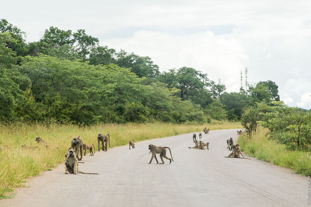 Дорога из Виктория-Фоллз, Зимбабве в Касане, Ботсвана. Road from Victoria Falls, Zimbabwe to Kasane, Botswana