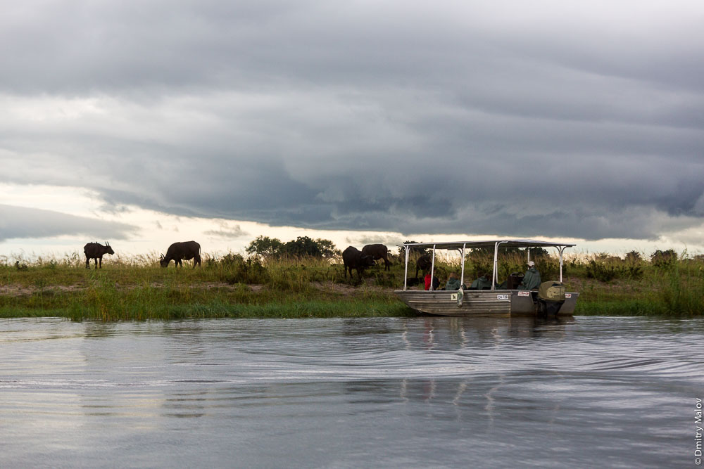 Buffalos, Chobe river cruise, Kasane, Botswana. Круиз по реке Чобе, Касане, Ботсвана, буйволы 