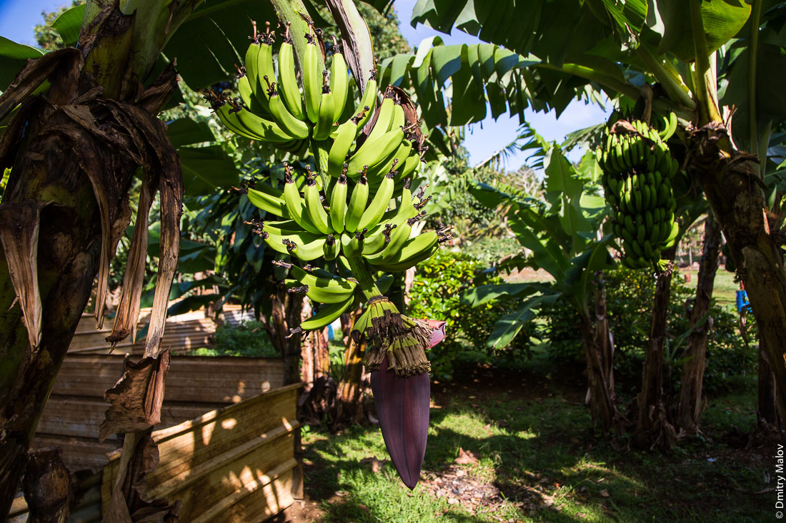 Как растёт банан. Риматара, архипелаг Острал (Тубуаи), Французская Полинезия. Rimatara, the Austral archipelago (Tubuai), French Polynesia. How bananas grow in Polynesia