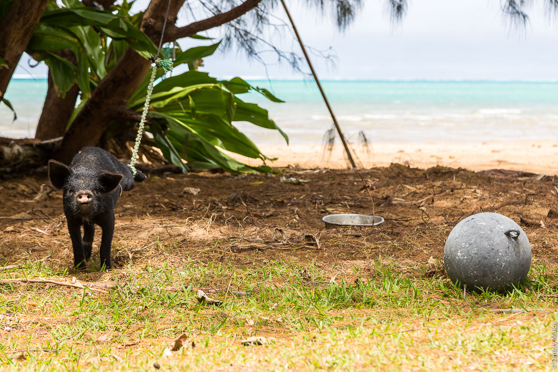 Полинезийская свинья, на привязи за ногу. Вокруг острова Тубуаи, архипелаг Острал, Французская Полинезия. Polynesian tethered pig, Tubuai island, the Austral islands, French Polynesia.