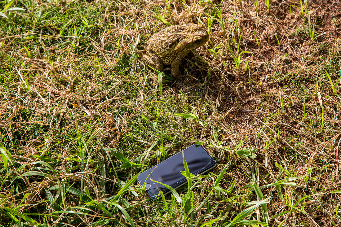 Жаба и айфон, остров Фернанду-ди-Норонья, Бразилия. Island of Fernando de Noronha, Brazil. A toad and an iPhone