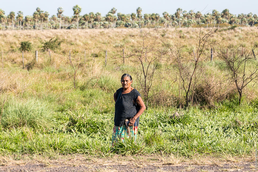 Пожилая женщина стоит с топором на фоне пальм в полупустыне Чако, Парагвай. An elderly woman with an ax in the semi-desert Chaco with some palm trees on the background, Paraguay.