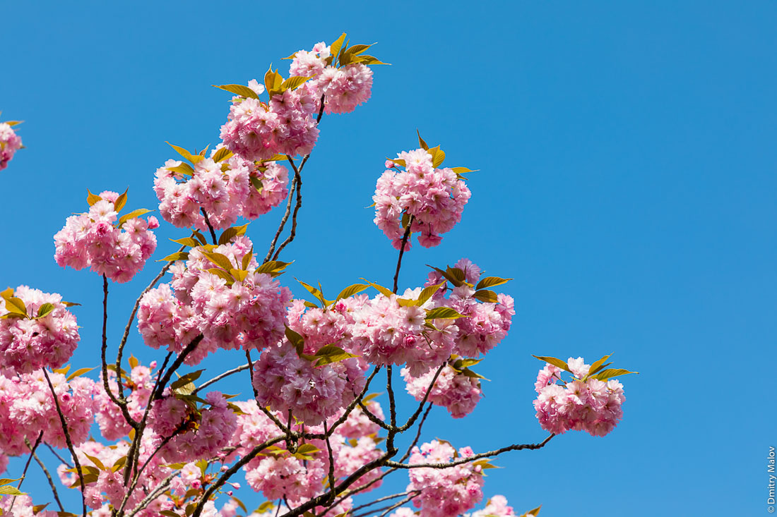 Сакура в цвету, Люксембург.  Sakura tree in bloom, Luxembourg.