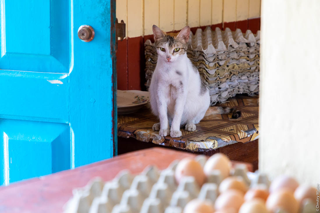 Торговля яйцами. Магазин, Сан-Томе и Принсипи, Африка