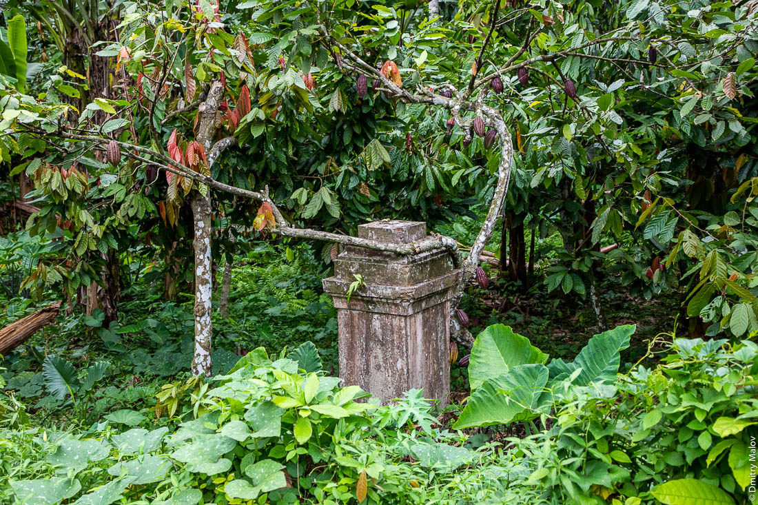 Какао растёт на дереве на запроброшенной плантации, Сан-Томе и Принсипи, Африка