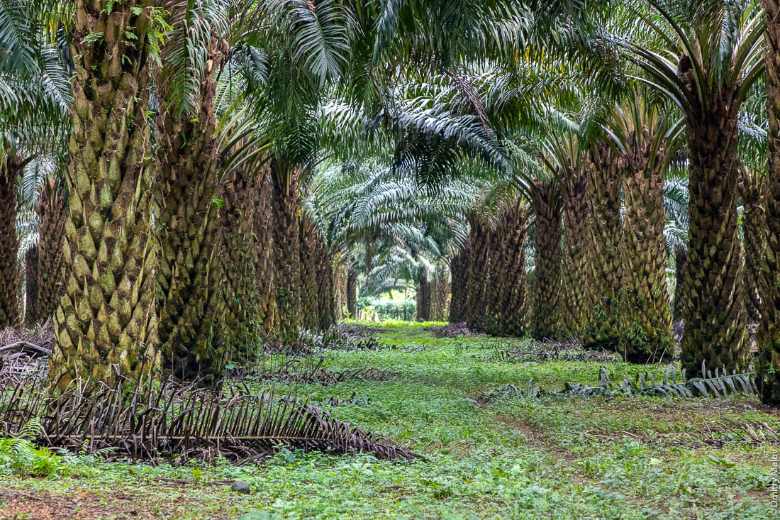 Плантация пальм для пальмового масла, Сан-Томе и Принсипи