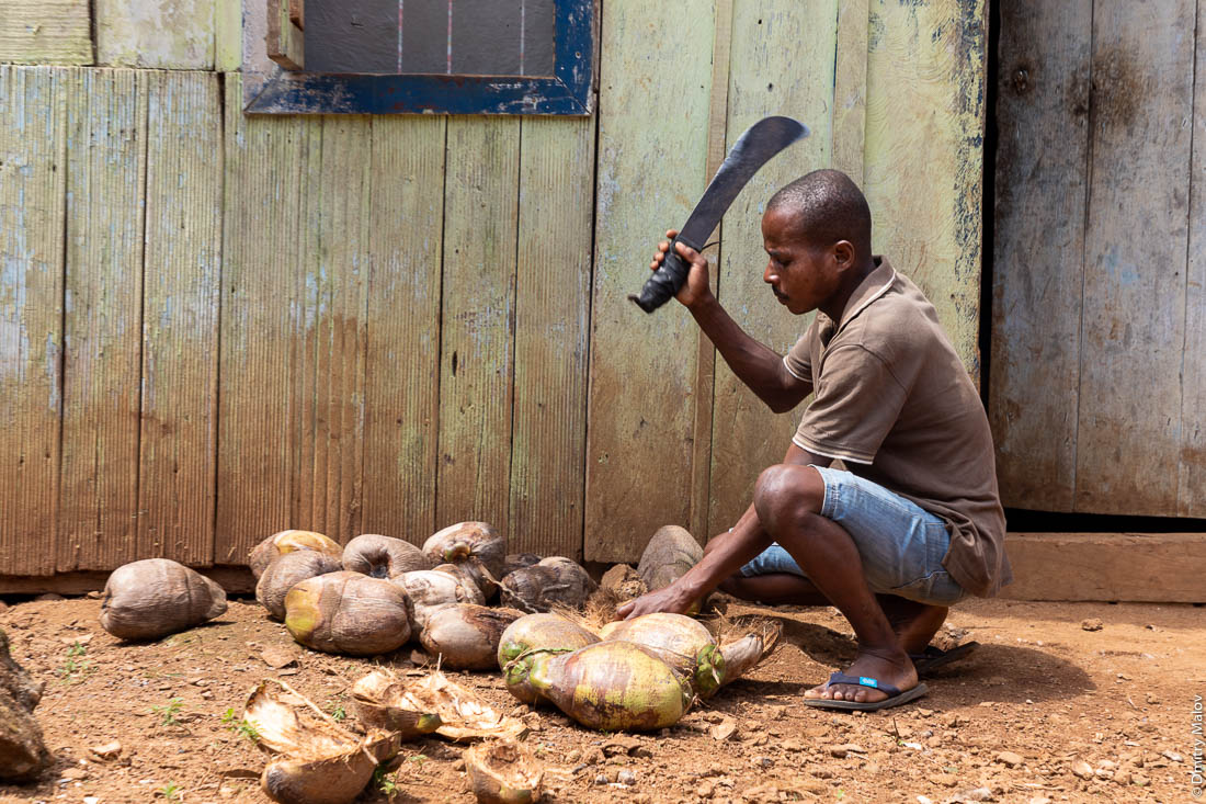 Негр, африканец рубит кокосы мачете, остров Сан-Томе, Африка