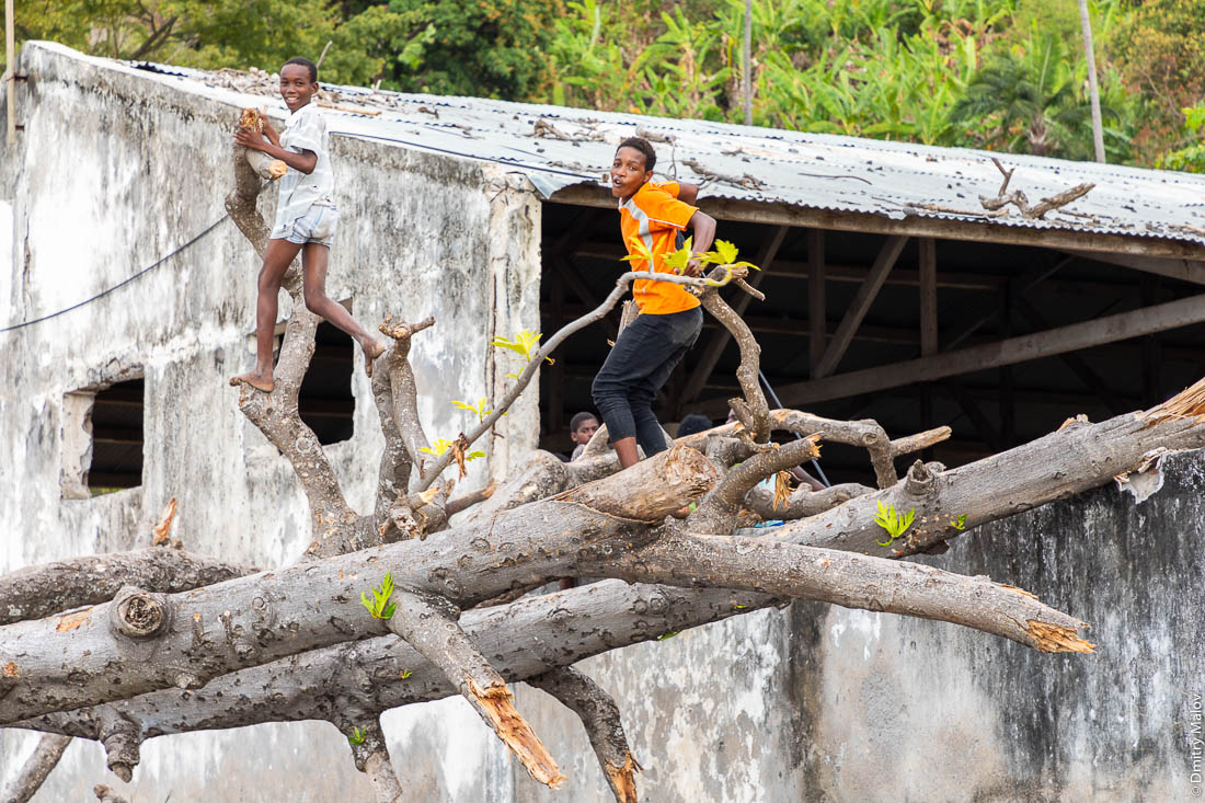 Парни прыгают на ветвях, остров Сан-Томе, Африка