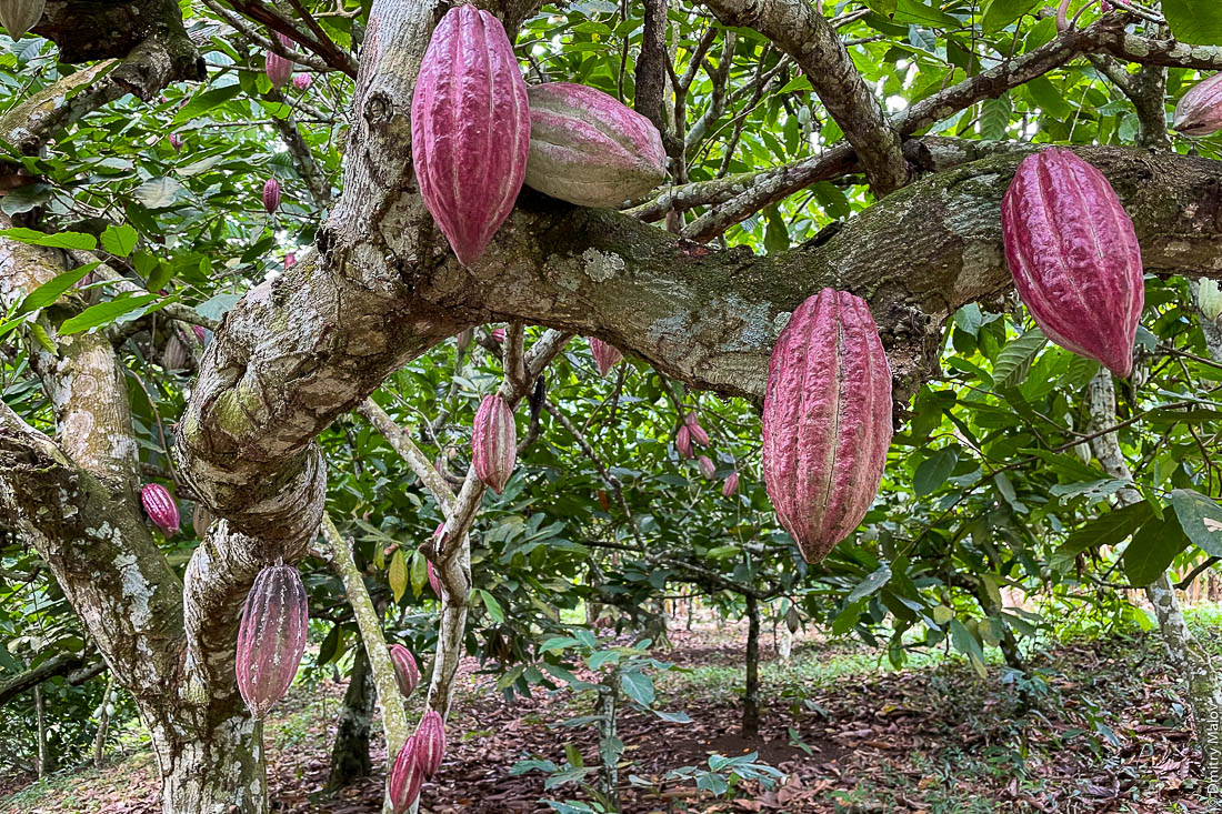 Какао (растёт). Плод какао на дереве. Сан-Томе и Принсипи