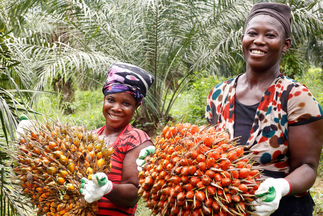 Женщины несут плоды пальм Elaeis guineensis для изготовления масла