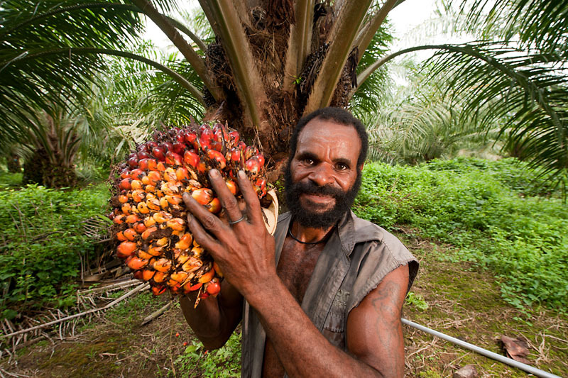 Papua New Guinean worker harvests a ripe palm fruit to ready for the mill. This facility is owned and operated by New Britain Palm Oil Ltd. one of the first companies to be independently certified by the Roundtable on Sustainable Palm Oil (RSPO) as being a leader in the production of sustainable and ethical palm oil in the world. Kimbe Bay, West New Britain, Papua New Guinea, 20 May 2010