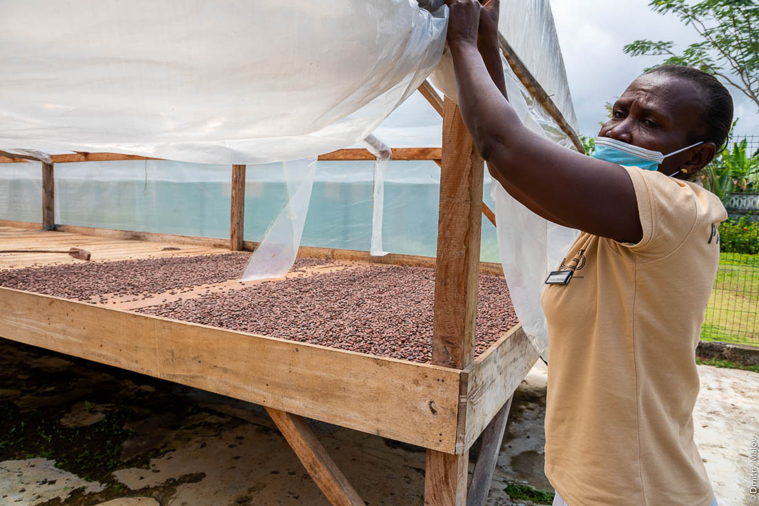 фазенда Roça Sundy, процесс производства шоколада, сушка какао-бобов, Сан-Томе и Принсипи