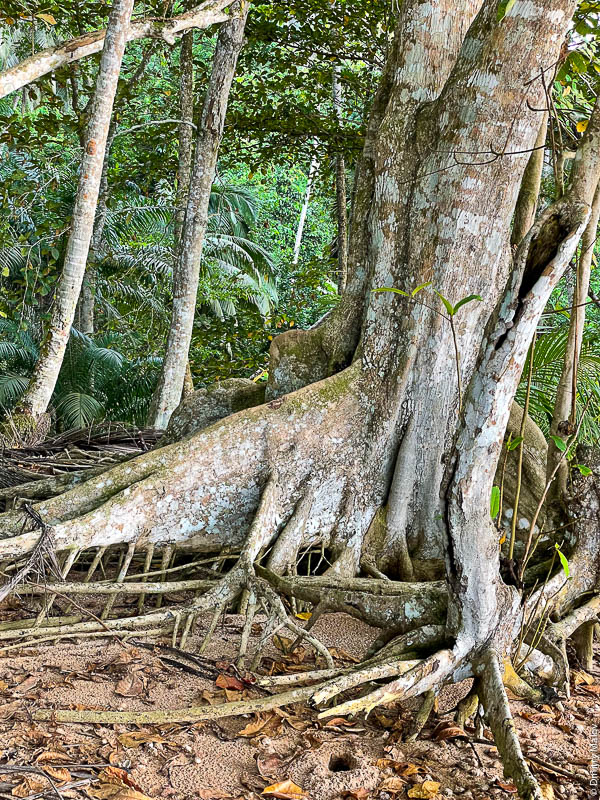 Дерево с гигантским корнем на поверхности. Джунгли, остров Принсипи, Сан-Томе и Принсипи, Африка