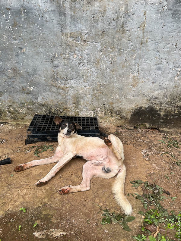 Пёс, кобель развалился. Сан-Томе и Принсипи, Африка.