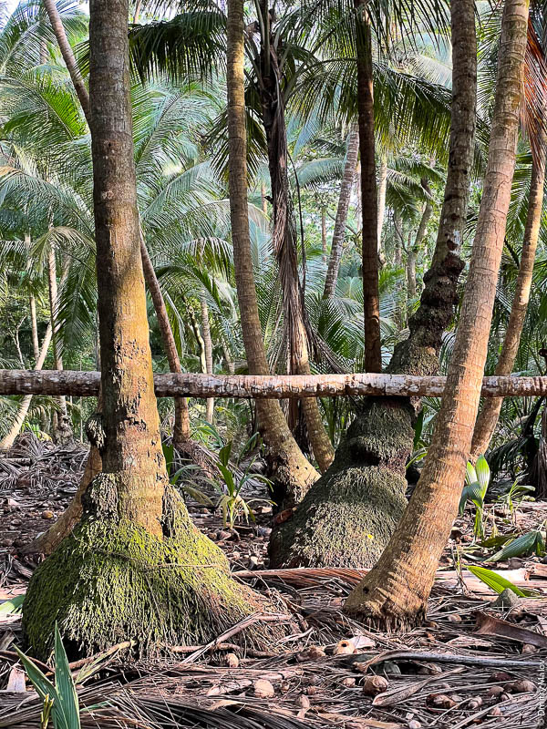 Джунгли, пальмовый лес. Природа острова Принсипи, Сан-Томе и Принсипи, Африка