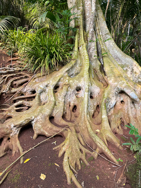 Дерево с гигантским красивым корнем на поверхности. Природа острова Принсипи, Сан-Томе и Принсипи, Африка